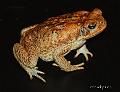 Bufo marinus